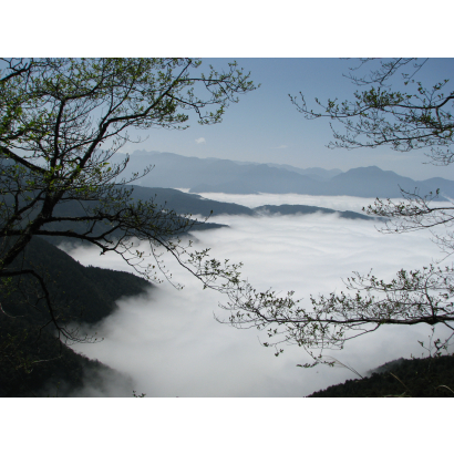 太平山看雲海