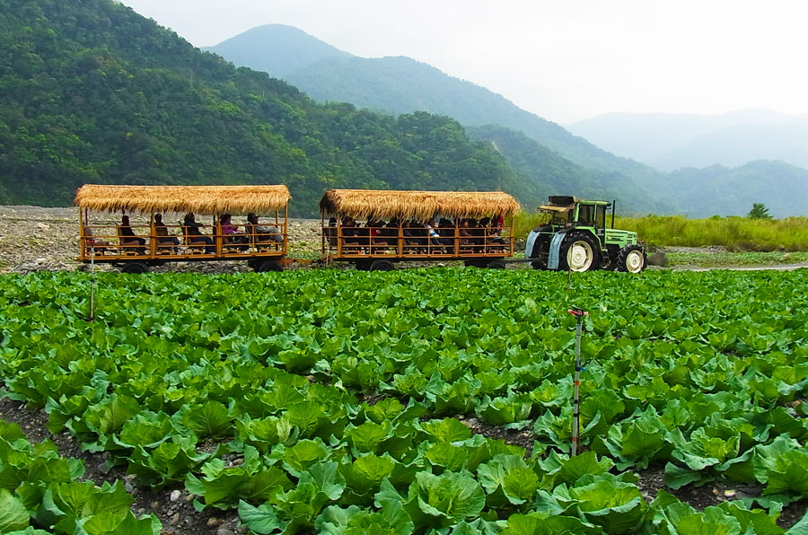 茅草牛車之旅