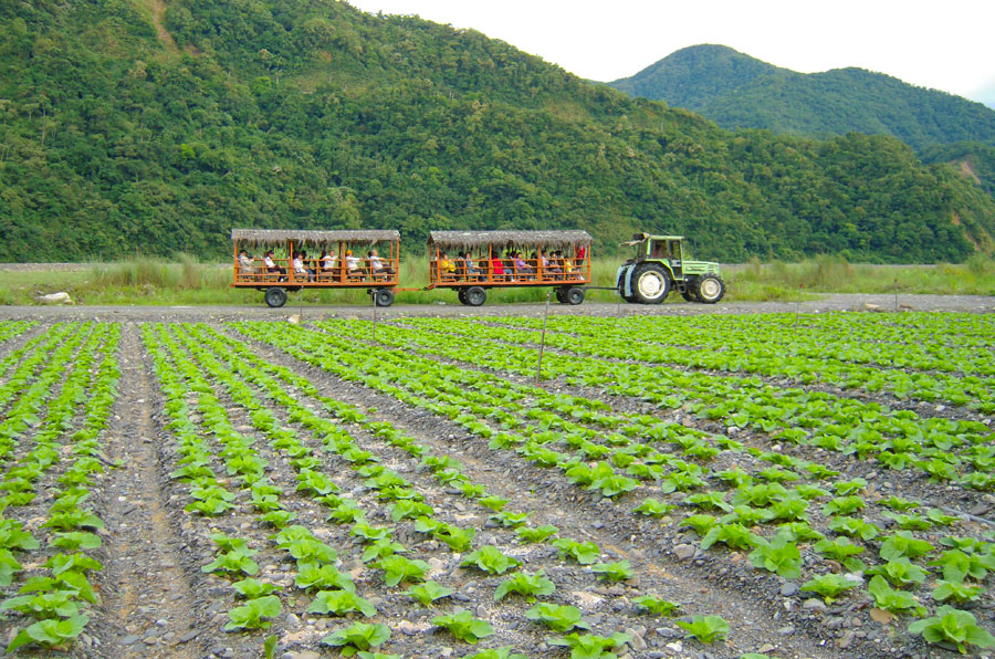 茅草牛車之旅