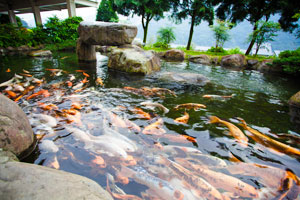 親子餵魚區