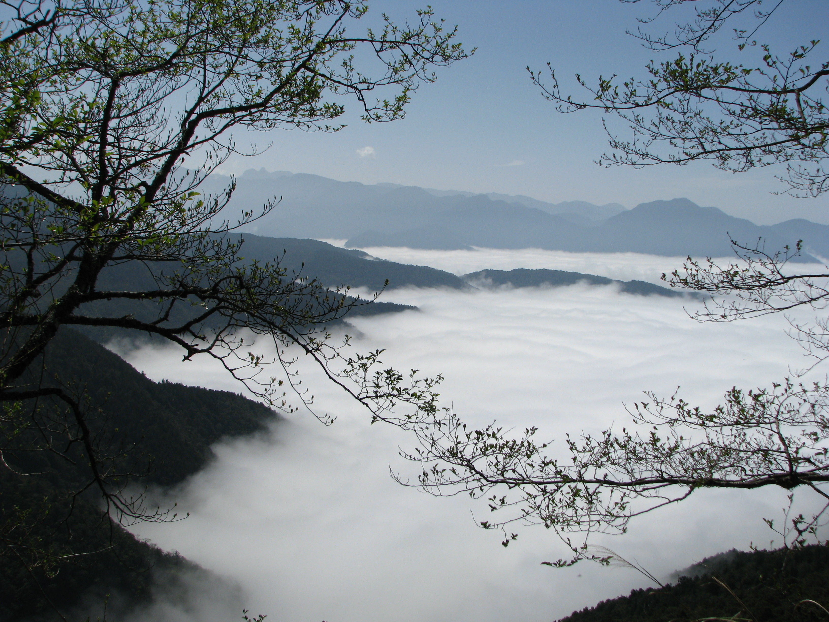 太平山看雲海賞紅槭＋溫泉雙享泡